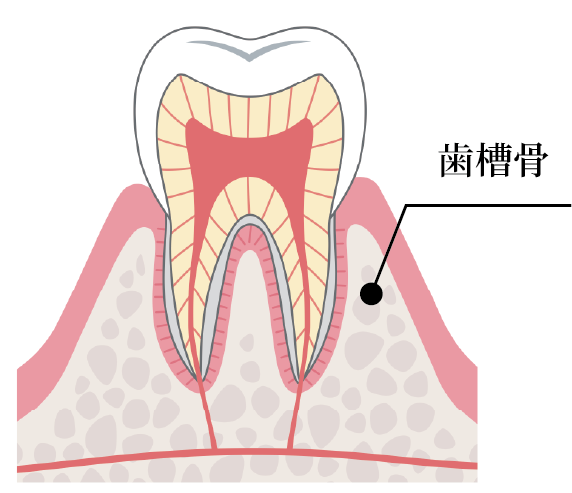 歯槽骨断面図のイラスト